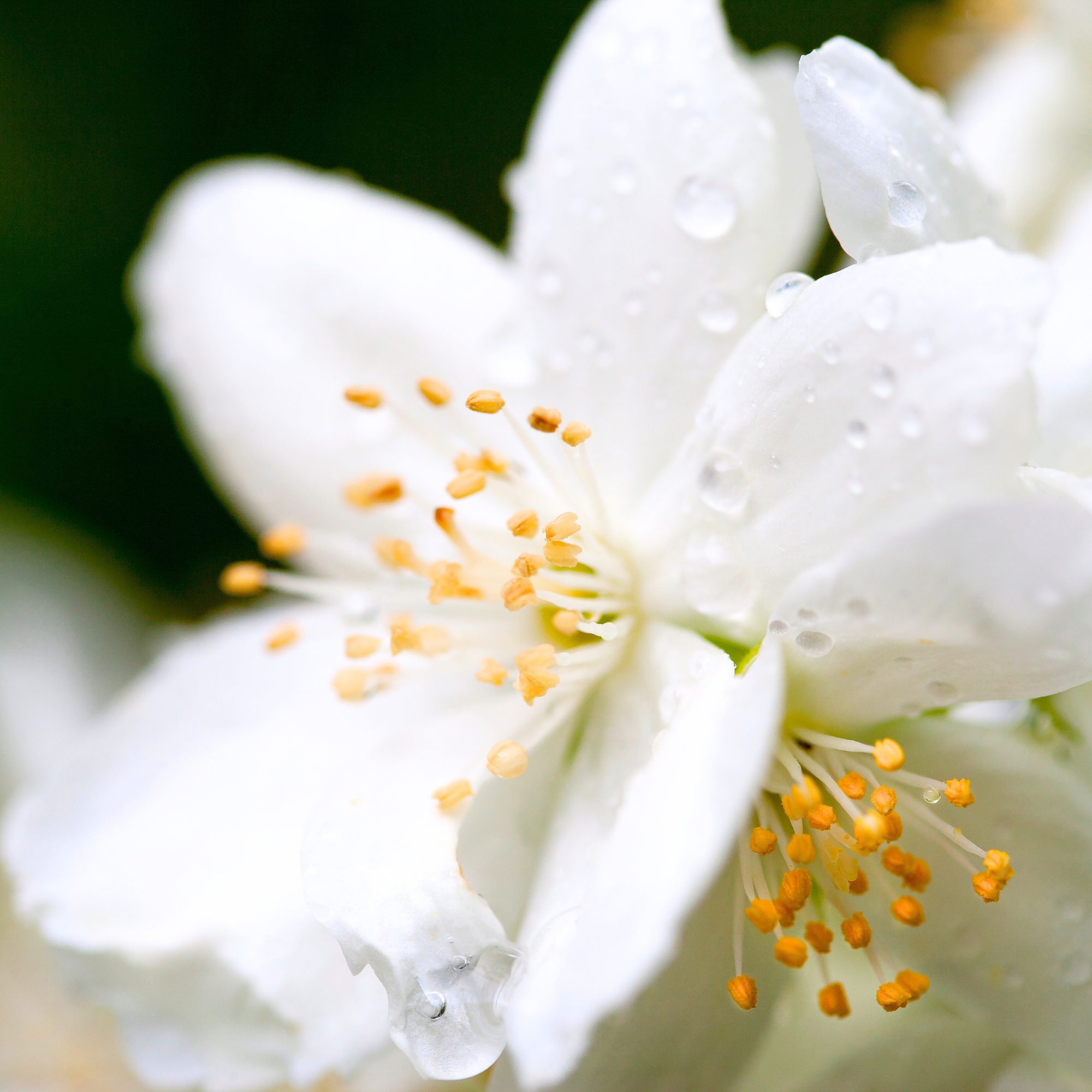 Jasmine Oil