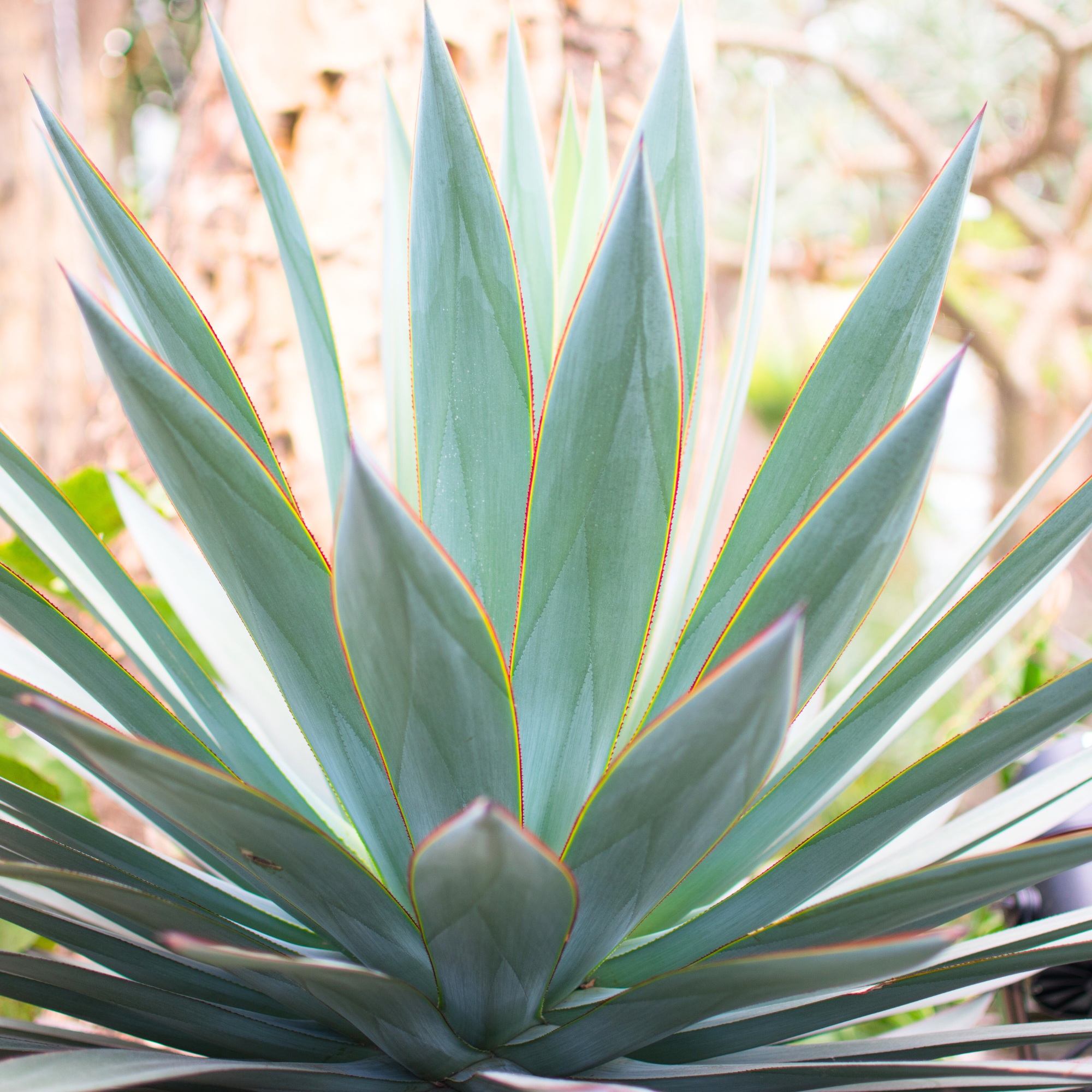 Blue Agave Syrup