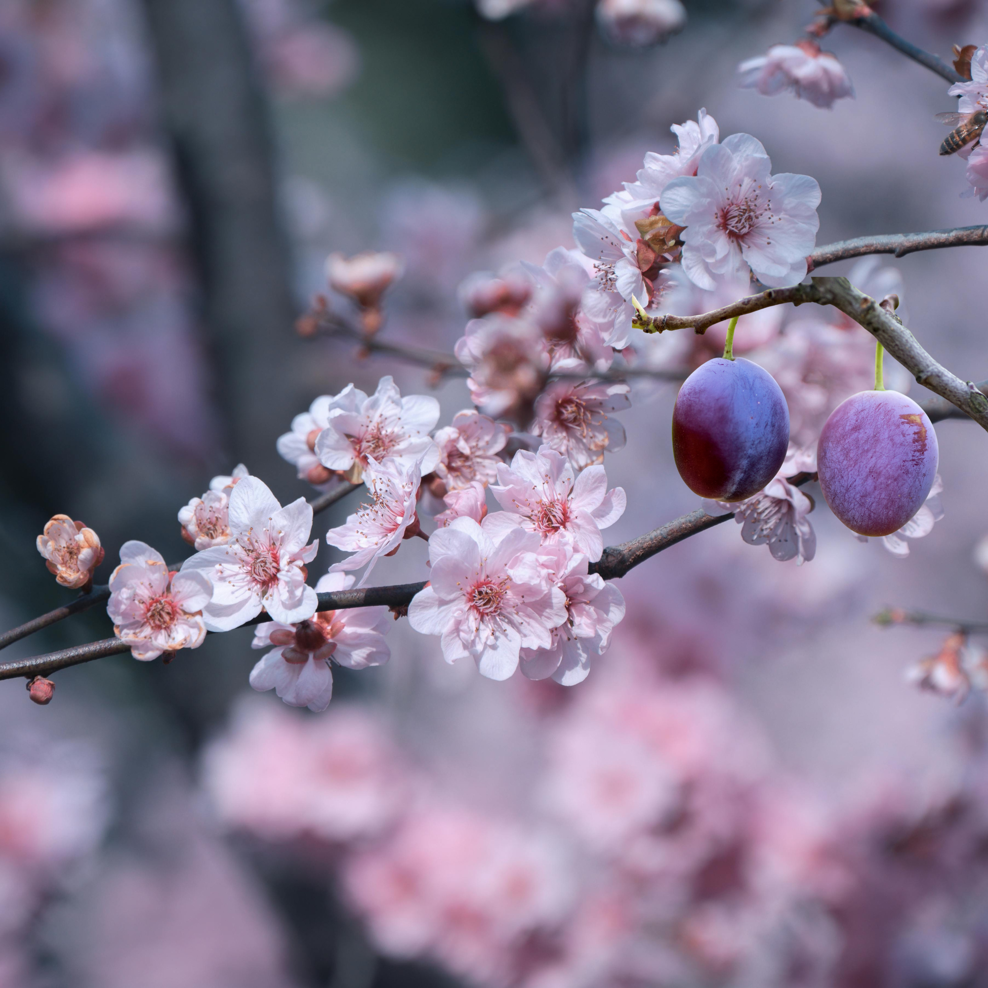 Plum Seed Oil