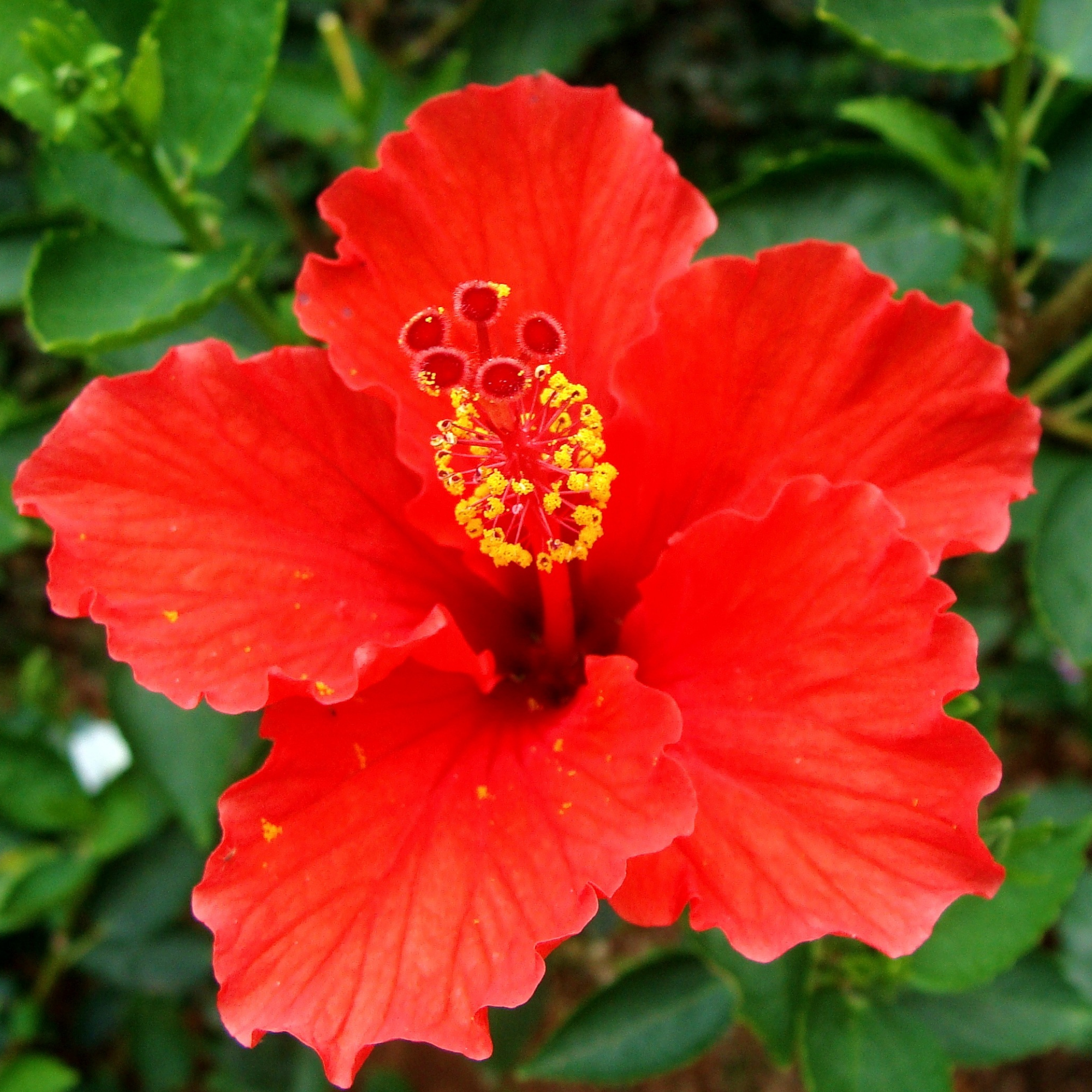 Hibiscus Seed Oil