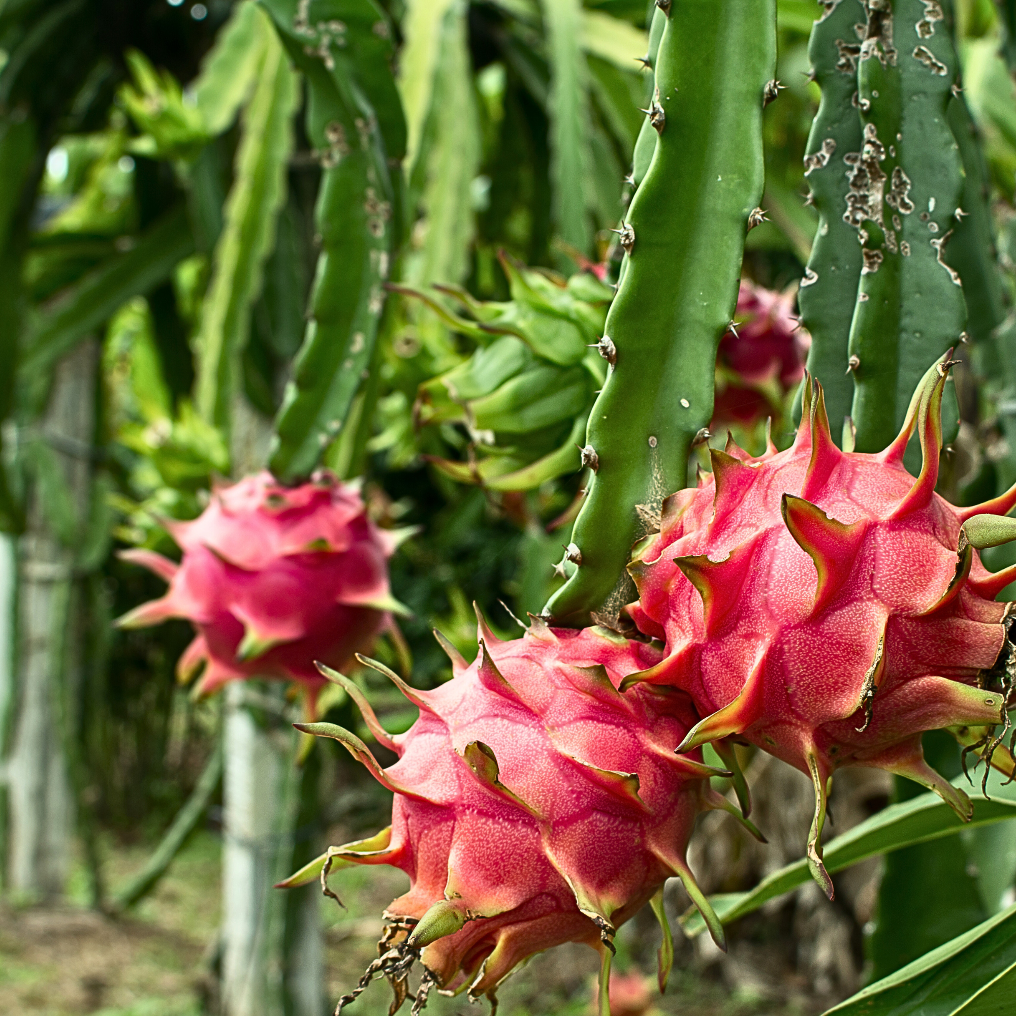 Dragon Fruit Oil