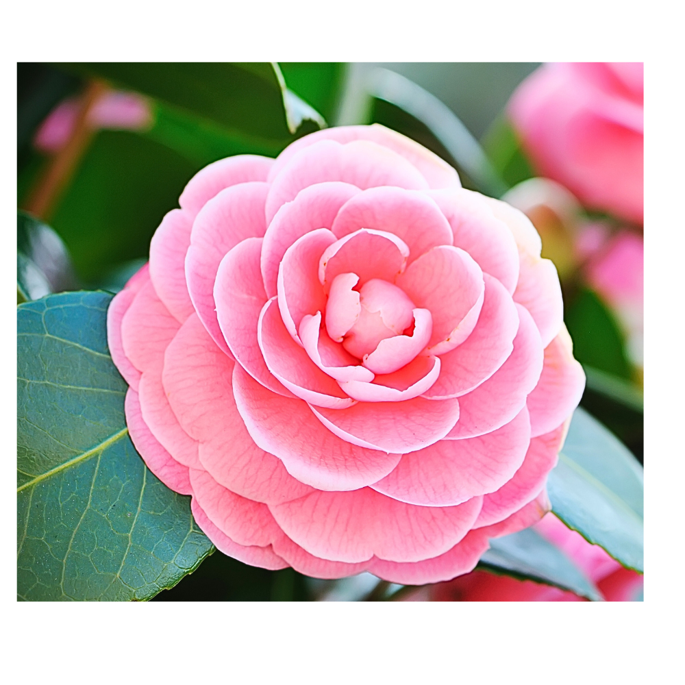Tsubaki Camellia Japonica