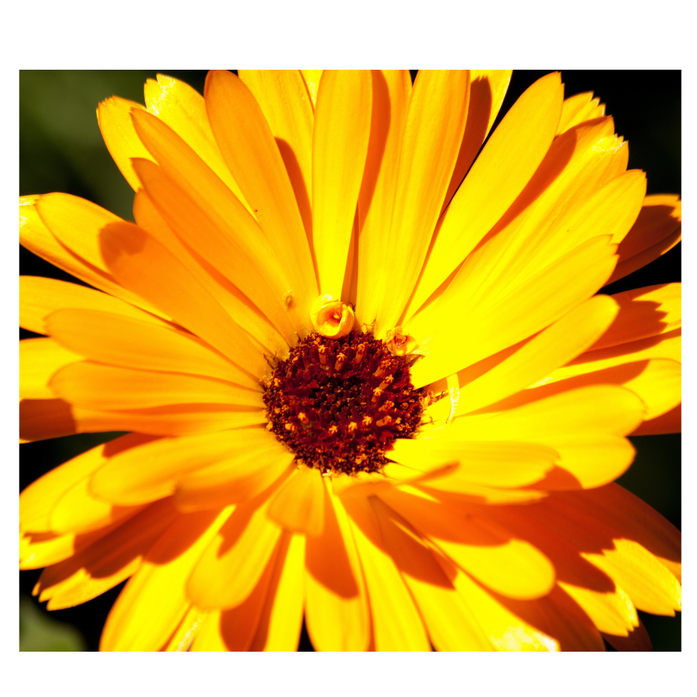 Calendula