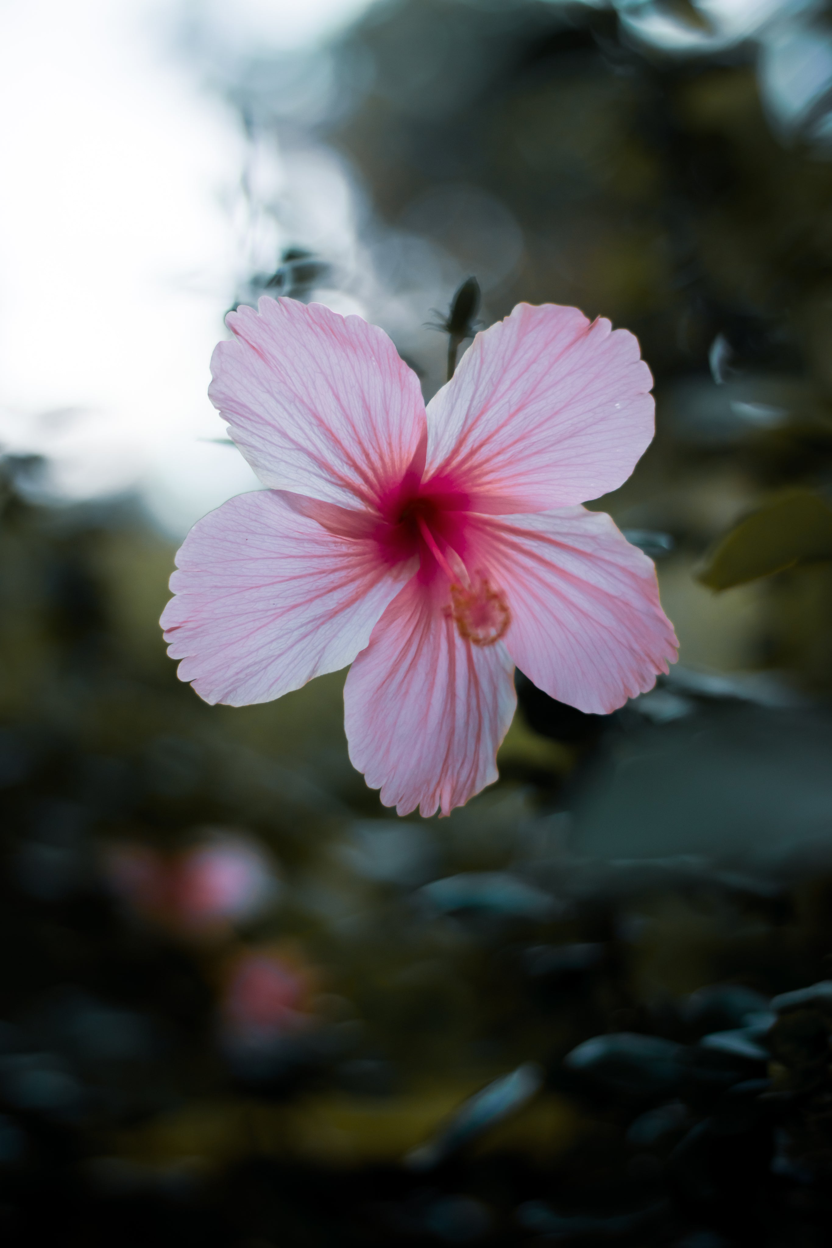 soft-pink-hibiscus-flower-surrounded-by-green-foliage.jpg